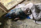 अनूपपुर में दिल दहला देने वाली वारदात: युवक ने मां, नाना-नानी समेत 4 को डंडे से पीटकर मार डाला, कई