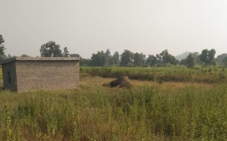 शहडोल में टूटी बिजली की सर्विस लाइन बनी हाथी की मौत की वजह! चंदौली गांव में मिला शव