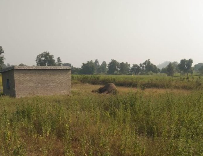 शहडोल में टूटी बिजली की सर्विस लाइन बनी हाथी की मौत की वजह! चंदौली गांव में मिला शव